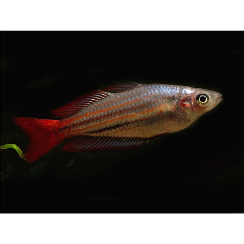 Melanoteania australis super red - imagine 3